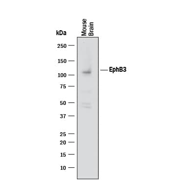 Detection of Mouse EphB3 antibody by Western Blot.