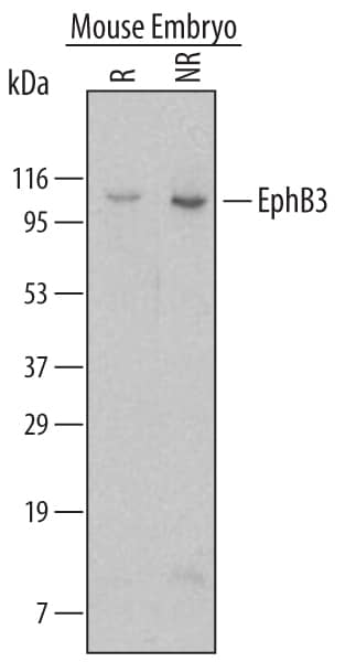 Detection of Mouse EphB3 antibody by Western Blot.