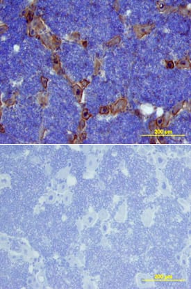 Ephrin-B2 antibody in Rat Brain by Immunohistochemistry (IHC-Fr).