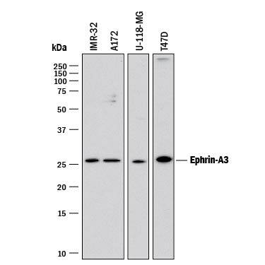 Detection of Human Ephrin-A3 antibody by Western Blot.