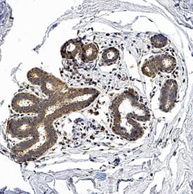 Ephrin-A4 antibody in Human Mammary Glands by Immunohistochemistry (IHC-P).