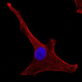 Ephrin-A4 antibody in U-87 MG Human Cell Line by Immunocytochemistry (ICC).