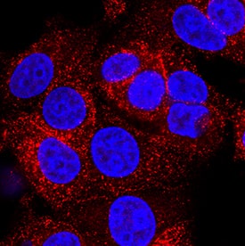 Ephrin-A4 antibody in MCF-7 Human Cell Line by Immunocytochemistry (ICC).