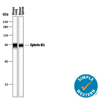 Detection of Mouse Ephrin-B1 antibody by Simple WesternTM.