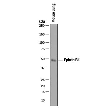 Detection of Mouse Ephrin-B1 antibody by Western Blot.