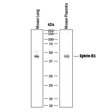 Detection of Mouse Ephrin-B1 antibody by Western Blot.