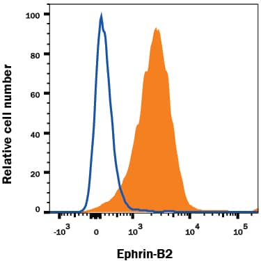 Detection of Ephrin-B2 antibody in SH-SY5Y Human Cell Line antibody by Flow Cytometry.