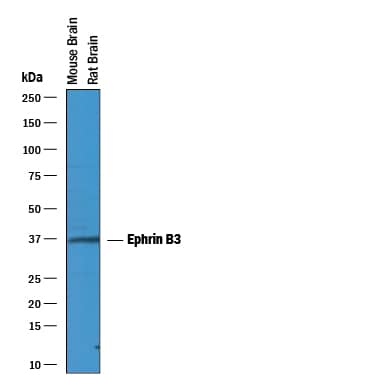 Detection of Mouse and Rat Ephrin-B3 antibody by Western Blot.