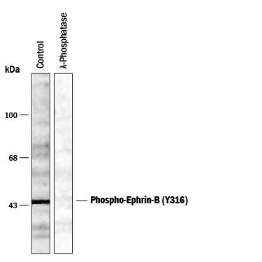 Detection of Phospho-Ephrin-B (Y316) antibody by Western Blot.