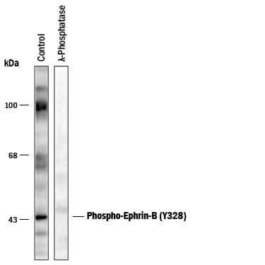 Detection of Phospho-Ephrin-B (Y328) antibody by Western Blot.