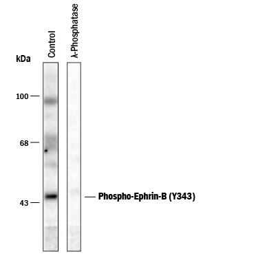 Detection of Phospho-Ephrin-B (Y343) antibody by Western Blot.