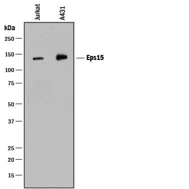 Detection of Human Eps15 antibody by Western Blot.