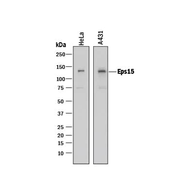 Detection of Human Eps15 antibody by Western Blot.