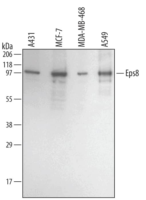 Detection of Human Eps8 antibody by Western Blot.