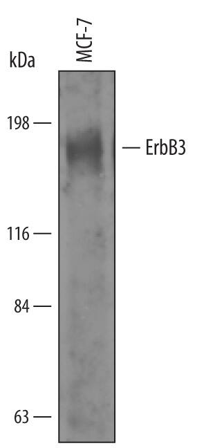 Detection of Human ErbB3/Her3 antibody by Western Blot.