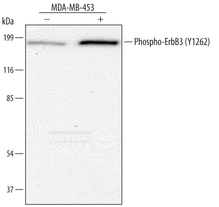 Detection of Human Phospho-ErbB3/Her3 (Y1262) antibody by Western Blot.