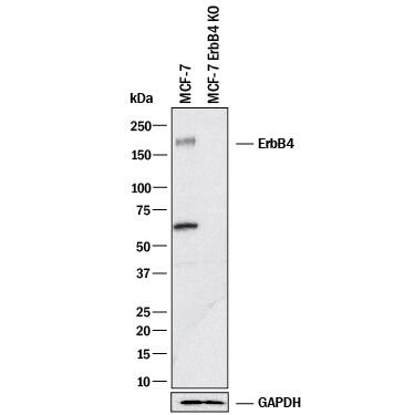 Western Blot Shows Human ErbB4/Her4 Antibody Specificity by Using Knockout Cell Line.