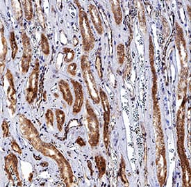 Erythropoietin/EPO antibody in Human Kidney by Immunohistochemistry (IHC-P).