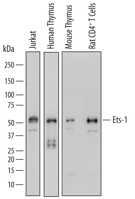 Detection of Human, Mouse, and Rat Ets-1 antibody by Western Blot.