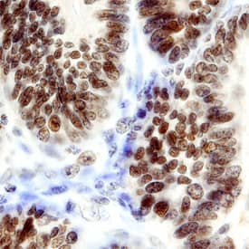 Ets-1 antibody in Human Kidney by Immunohistochemistry (IHC-P).