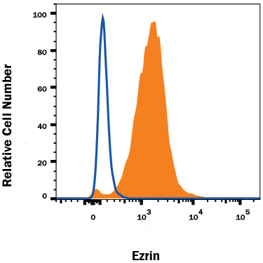 Detection of Ezrin antibody in HeLa Human Cell Line antibody by Flow Cytometry.