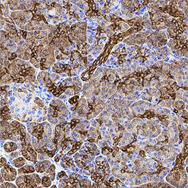 Ezrin antibody in Human Pancreas by Immunohistochemistry (IHC-P).