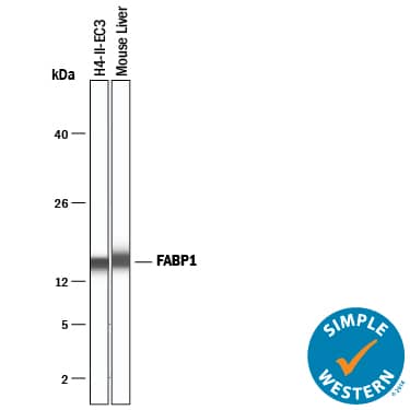 Detection of Mouse and Rat FABP1/L-FABP antibody by Simple WesternTM.