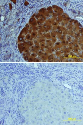 FABP1 antibody in Human Liver by Immunohistochemistry (IHC-P).