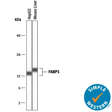 Detection of Human and Mouse FABP1/L-FABP antibody by Simple WesternTM.