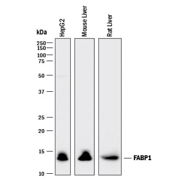 Detection of Human, Mouse, and Rat FABP1/L-FABP antibody by Western Blot.