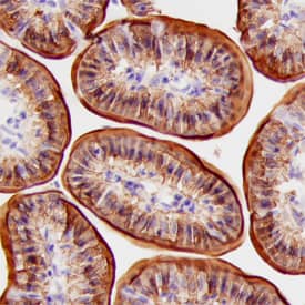 FABP1/L-FABP antibody in Mouse Intestine by Immunohistochemistry (IHC-Fr).