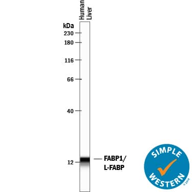 Detection of Human FABP1/L-FABP antibody by Simple WesternTM.