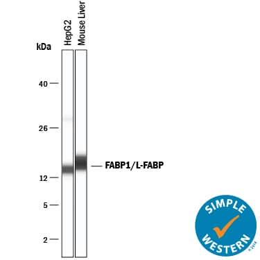 Detection of Human and Mouse FABP1/L-FABP antibody by Simple WesternTM.