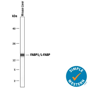 Detection of Mouse FABP1/L-FABP antibody by Simple WesternTM.