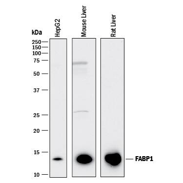 Detection of Human, Mouse, and Rat FABP1/L-FABP antibody by Western Blot.