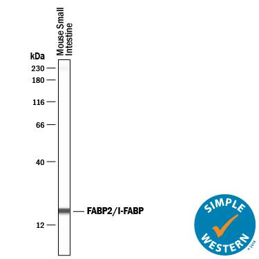 Detection of Mouse FABP2/I-FABP antibody by Simple WesternTM.