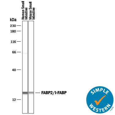 Detection of Human and Mouse FABP2/I-FABP antibody by Simple WesternTM.