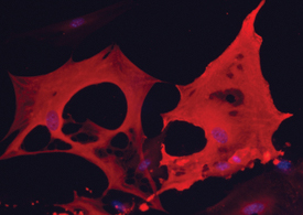 FABP4 antibody in Mouse Adipocytes by Immunocytochemistry (ICC).
