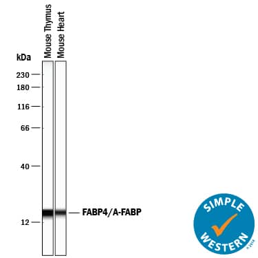Detection of Mouse FABP4/A-FABP antibody by Simple WesternTM.