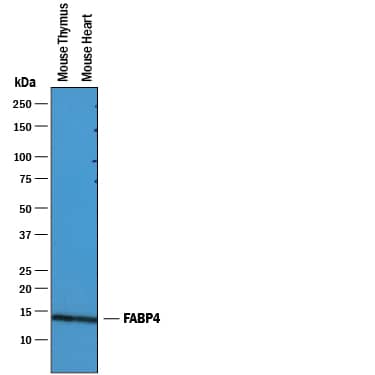 Detection of Mouse FABP4/A-FABP antibody by Western Blot.