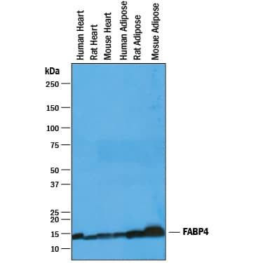 Detection of Human, Mouse, and Rat FABP4/A-FABP antibody by Western Blot.