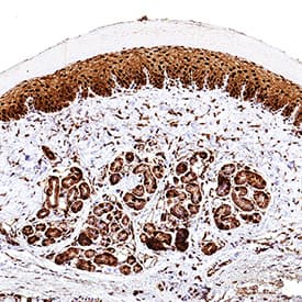 FABP5/E-FABP antibody in Mouse Skin Tissue by Immunohistochemistry (IHC-P).