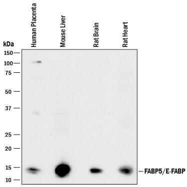 Detection of Human, Mouse, and Rat FABP5/E-FABP antibody by Western Blot.