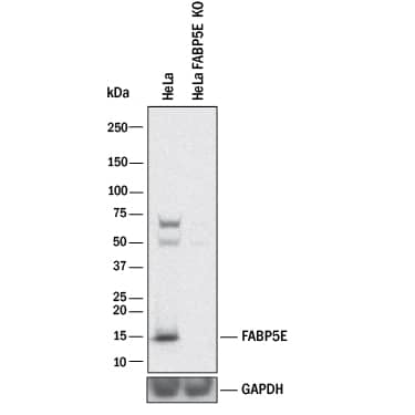 Western Blot Shows Human FABP5/E-FABP Antibody Specificity by Using Knockout Cell Line.