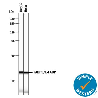 Detection of Human FABP5/E-FABP antibody by Simple WesternTM.