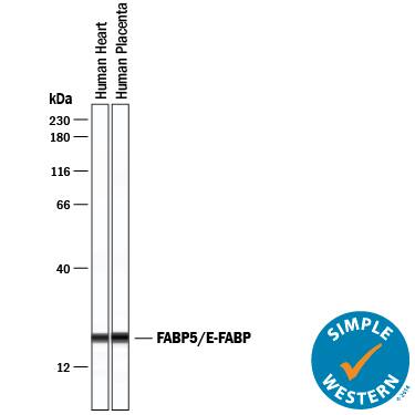 Detection of Human FABP5/E-FABP antibody by Simple WesternTM.