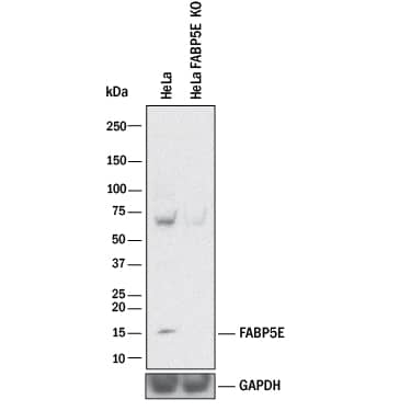 Western Blot Shows Human FABP5/E-FABP Antibody Specificity by Using Knockout Cell Line.