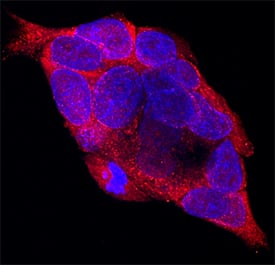 FABP6 antibody in T84 Human Cell Line by Immunocytochemistry (ICC).