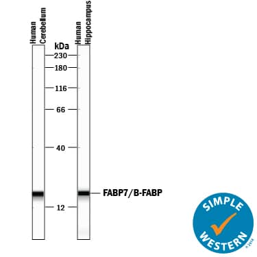 Detection of Human FABP7/B-FABP antibody by Simple WesternTM.