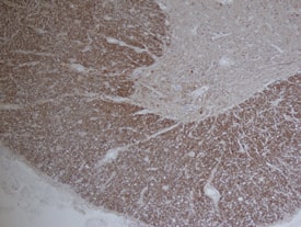 FABP8 antibody in Human Spinal Cord by Immunohistochemistry (IHC-P).